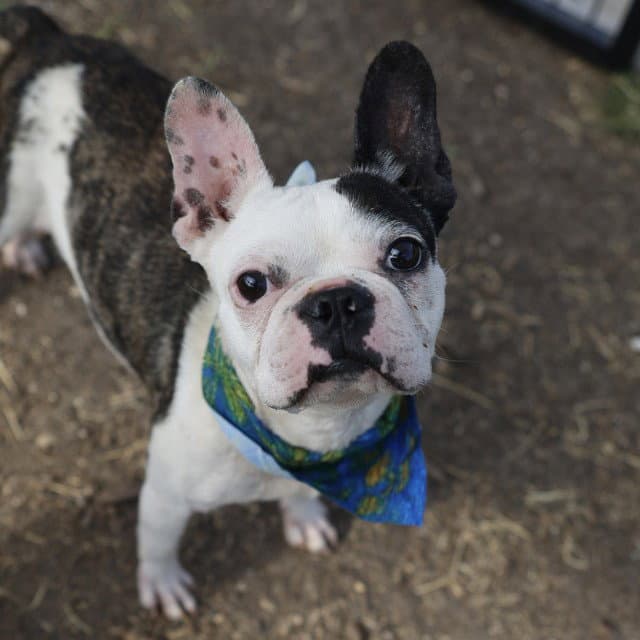 Minnie - Boston Terrier