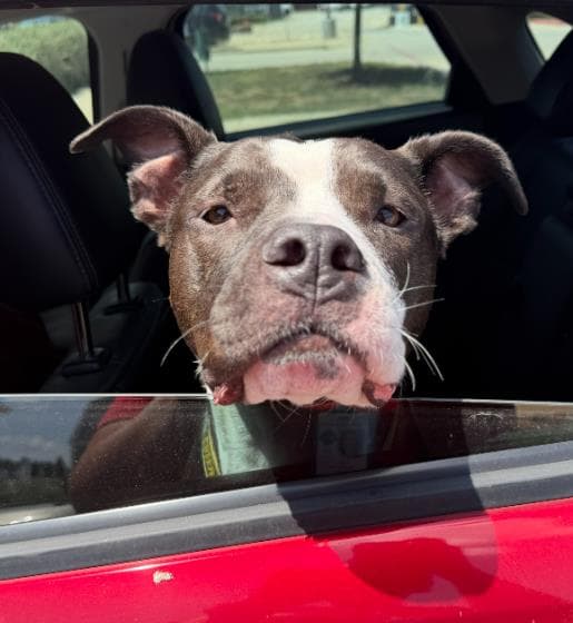 Zeus - American Staffordshire Terrier