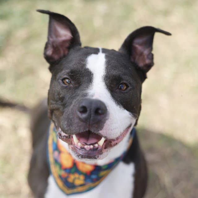 Zeus - American Staffordshire Terrier