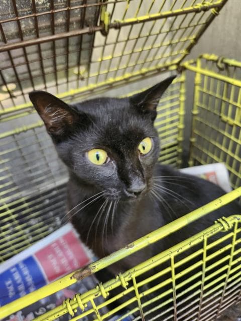 Willow - Domestic Short Hair
