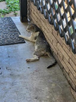 Tiger image 1