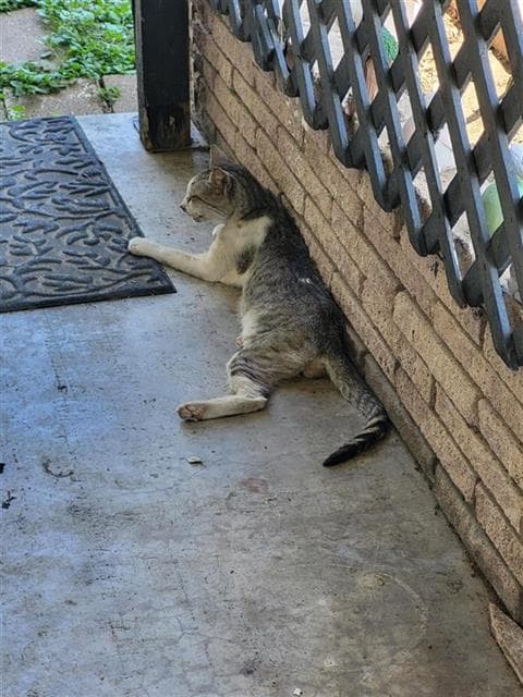Tiger - Domestic Short Hair