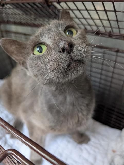 Schnudel - Domestic Short Hair