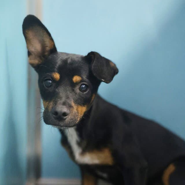 Adrian - Chihuahua