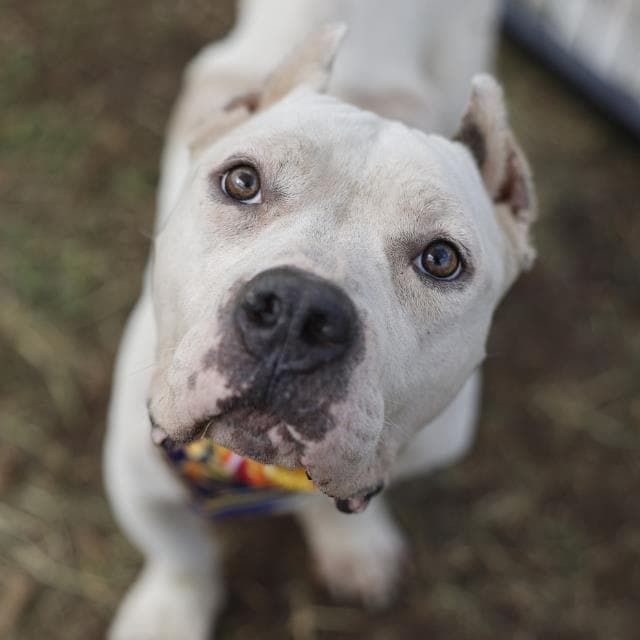 Draco - Bulldog