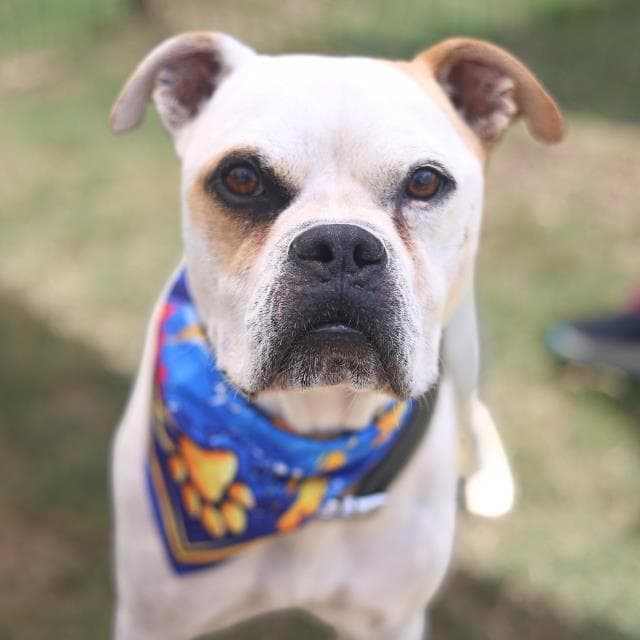 Buster - American Bulldog