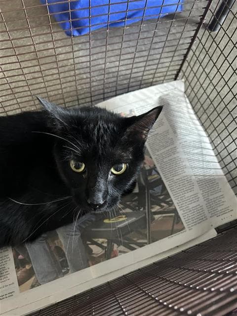 Phantom - Domestic Short Hair