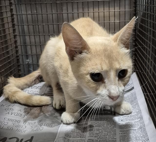 Peaches - Domestic Short Hair