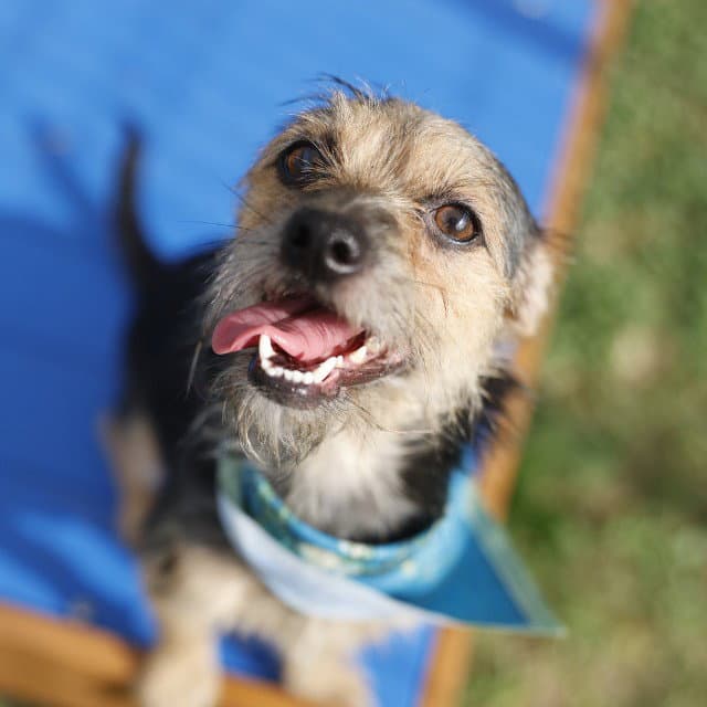 Lily - Yorkshire Terrier Yorkie