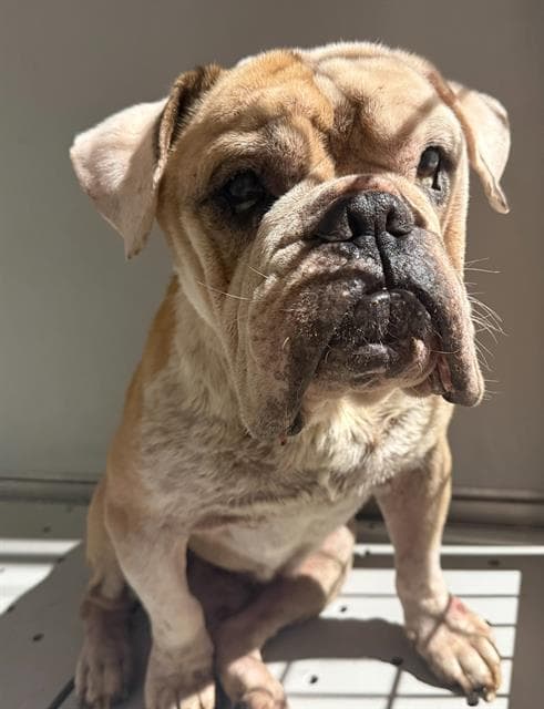 Brutis - Bulldog