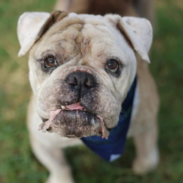 Brutis - Bulldog