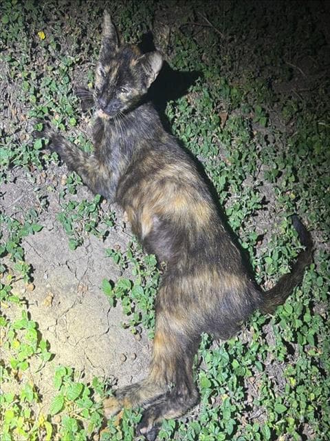 Dreamy - Domestic Short Hair