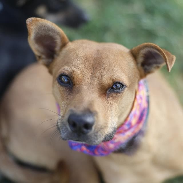 Finn - Chihuahua