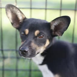 Rolo image 1