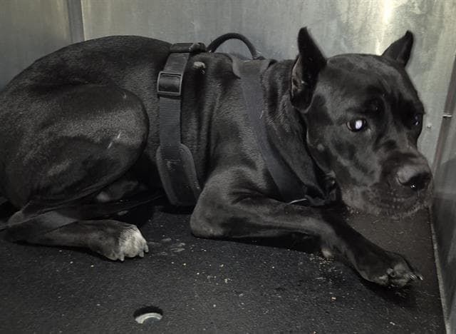 Raven - Cane Corso Mastiff