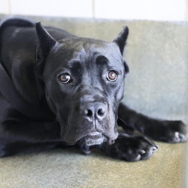 Raven - Cane Corso Mastiff