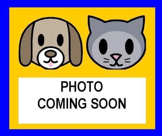 Chickie - Labrador Retriever
