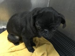 Jack - Pug