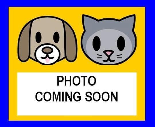 Jack - Pug