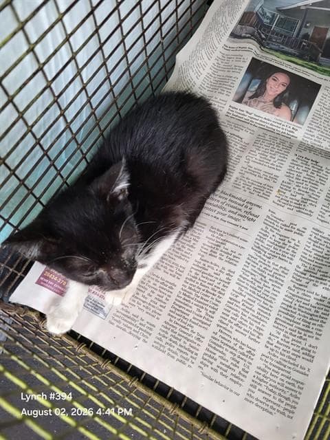 Patridge - Domestic Short Hair