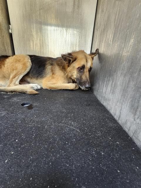 Dodge - German Shepherd Dog