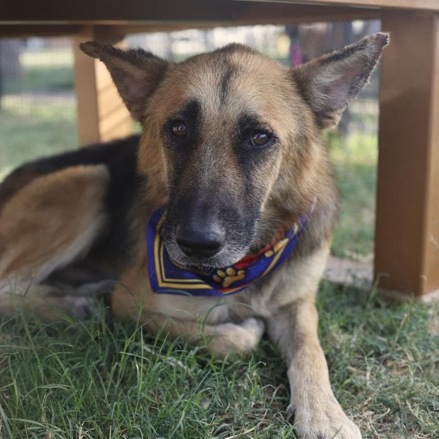 Dodge - German Shepherd Dog