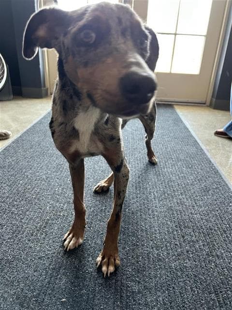 Mister Man - Catahoula Leopard Dog
