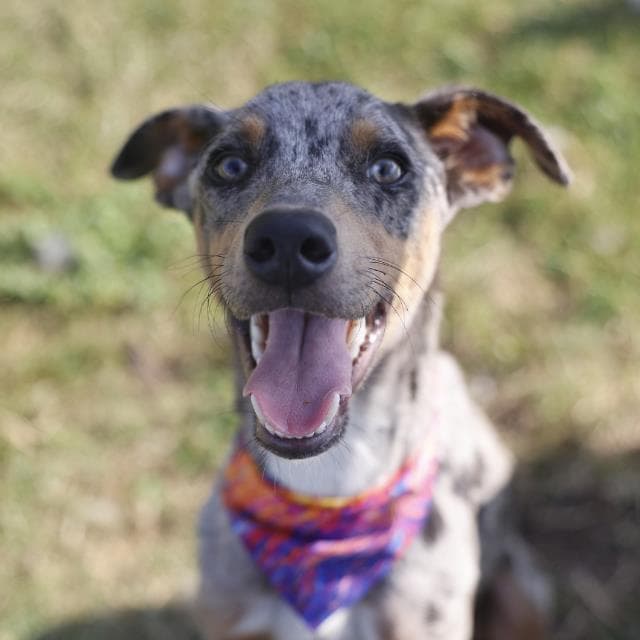 Mister Man - Catahoula Leopard Dog