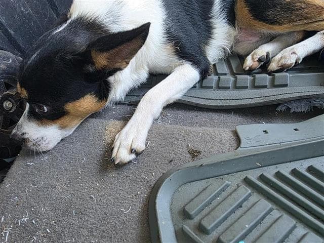 Oz - Terrier