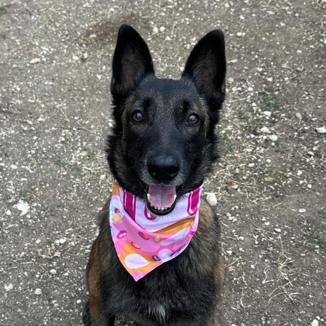 Sasha - Belgian Shepherd Malinois