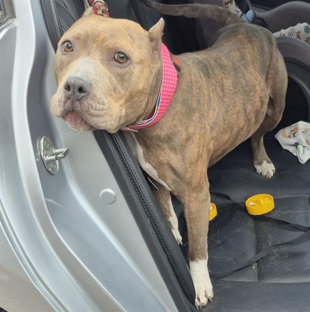 Cinnamon - American Staffordshire Terrier