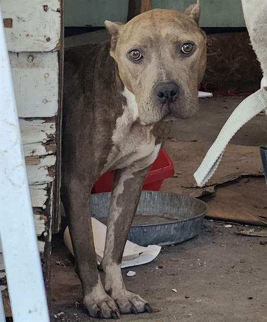 Cinnamon - American Staffordshire Terrier