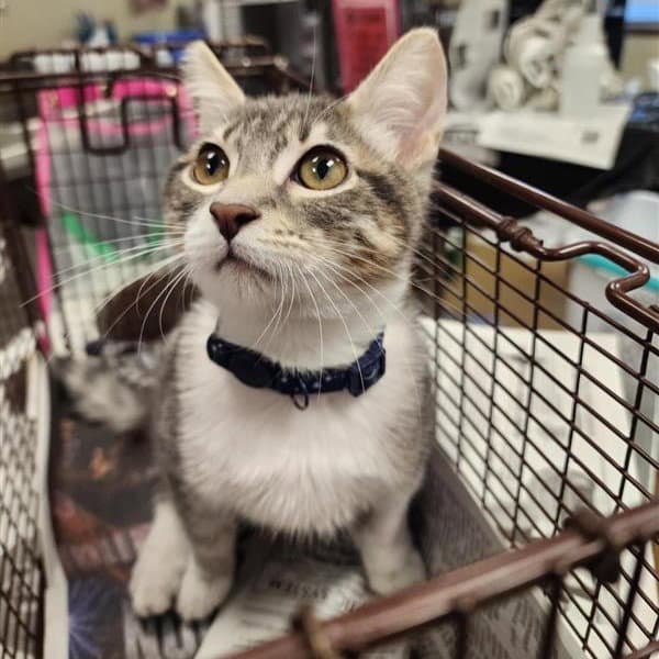 Nascar - Domestic Short Hair