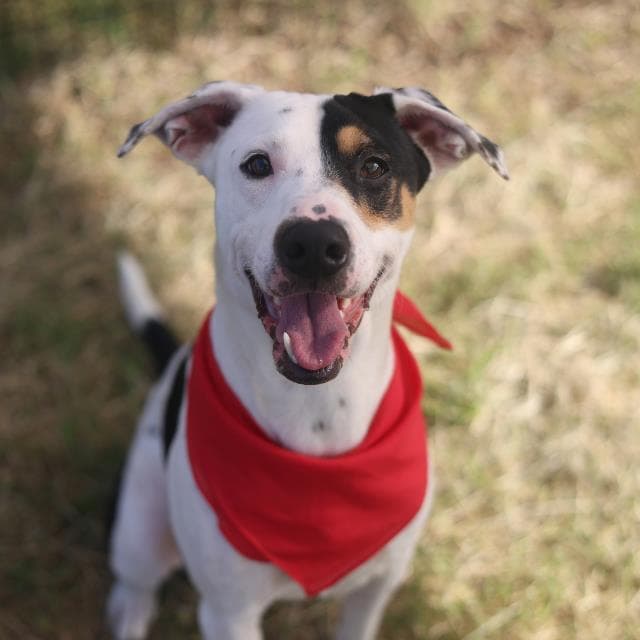 Harper - American Staffordshire Terrier