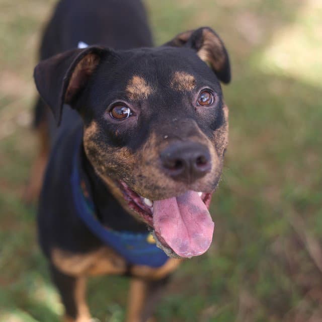 Mocha - American Staffordshire Terrier