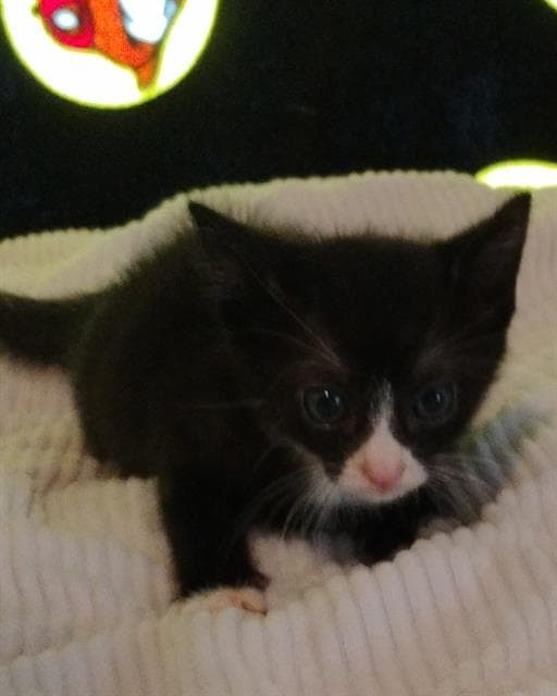 Chevy - Domestic Short Hair