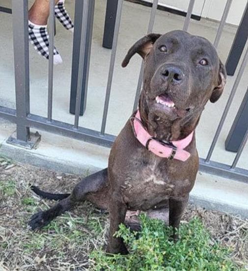 Martha - Mastiff