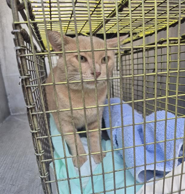 Unknown - Domestic Short Hair
