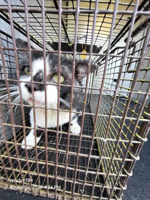 Nemo - Domestic Short Hair