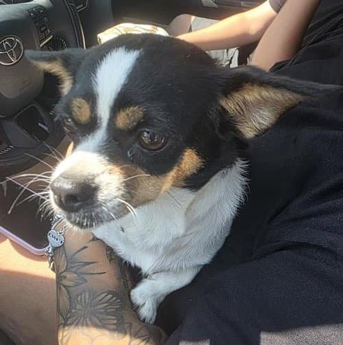 Moomoo - Chihuahua