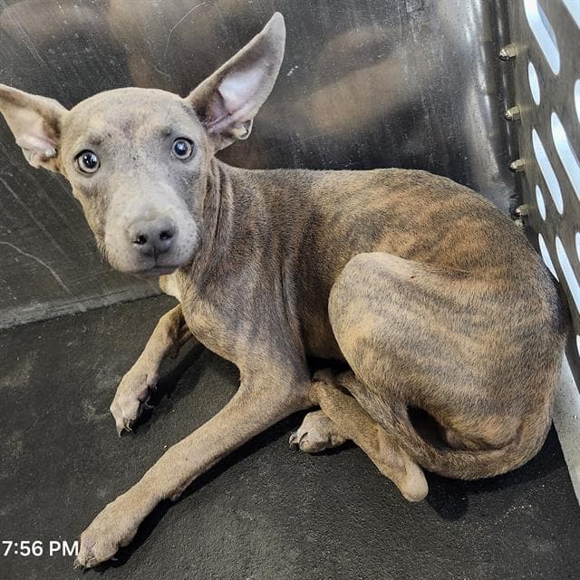 Unknown - American Staffordshire Terrier