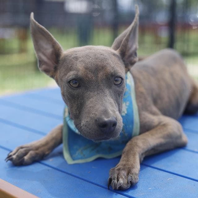 Unknown - American Staffordshire Terrier