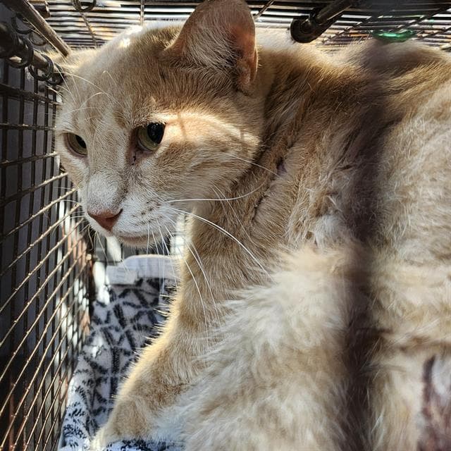 Sunny - Domestic Short Hair