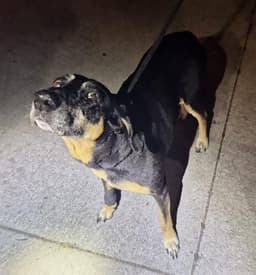 Roxy image 1