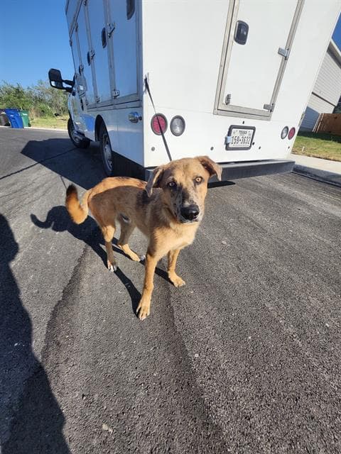 Thomas - German Shepherd Dog
