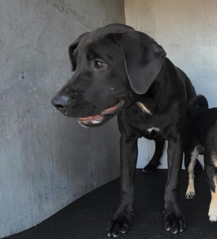 Belle - Labrador Retriever