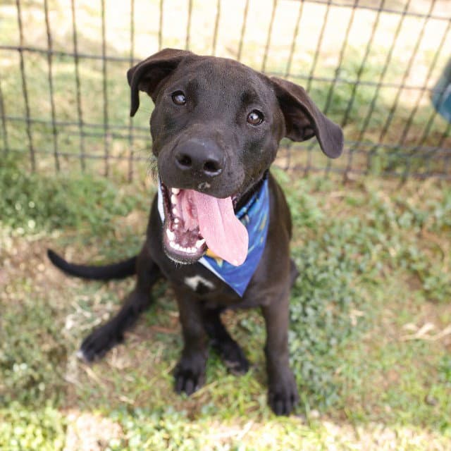 Belle - Labrador Retriever