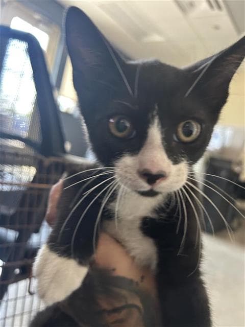 Beauregard - Domestic Short Hair