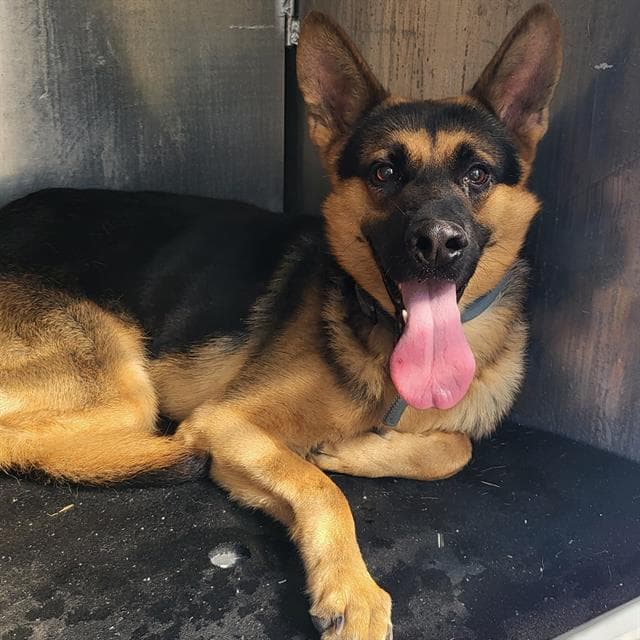 Remy - German Shepherd Dog