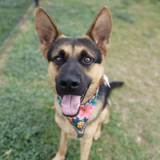 Remy - German Shepherd Dog
